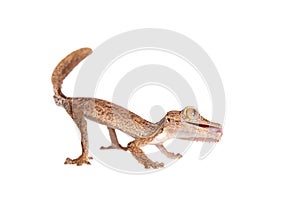 Leaf-toed gecko, unknow uroplatus, on white