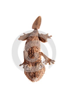 Leaf-toed gecko, unknow uroplatus, on white