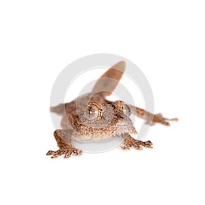 Leaf-toed gecko, unknow uroplatus, on white