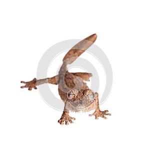 Leaf-toed gecko, unknow uroplatus, on white