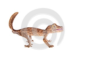 Leaf-toed gecko, unknow uroplatus, on white