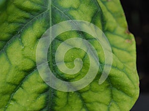 Leaf tomato deficiency nutrient