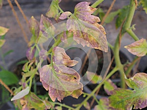 Leaf tomato deficiency nutrient