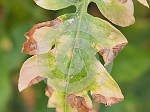 Leaf tomato deficiency nutrient