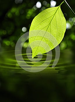 Leaf Touching Water
