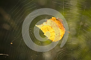 Leaf trapped in cobweb