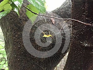 Leaf trapped in the web