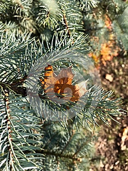 Leaf on the tree