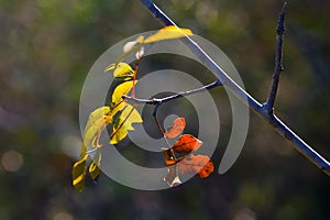 A leaf of a tree in autumn light Kibbutz Kfar Glikson Israel.