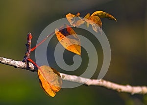 A leaf of a tree in autumn light Kibbutz Kfar Glikson Israel.