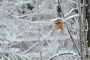 Leaf on tree branch covered with hoarfrost rime ice