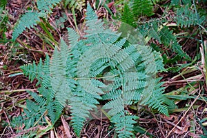 beatifull leaf of green tree in the forest