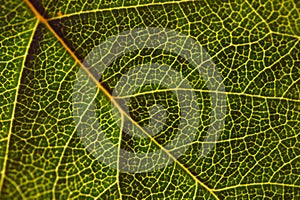 Leaf of a tree close-up. Mosaic pattern of a net of yellow veins and green plant cells. The sun shines through the leaf. Dark