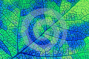 A leaf of a tree close-up. Vivid background or wallpaper about autumn. Mosaic blue and green pattern of a network of veins and