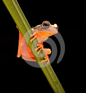 Leaf or tree frog, Dendropsophus leucophyllatus