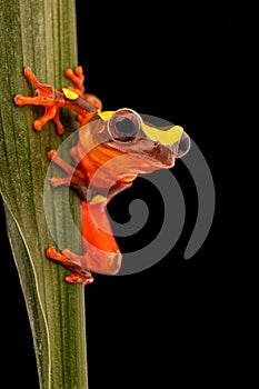 Leaf or tree frog, Dendropsophus leucophyllatus