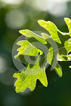 leaf tree isoled of background