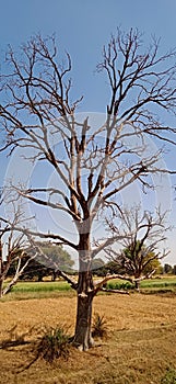 Leaf Less Tree Landscape and Scenery with Blue Sky Background