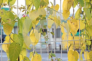 Leaf, tree, leaves, green, nature, plant, branch, spring, summer, foliage, forest, flora, chestnut, season, sun, young, flower, co