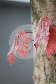 Leaf tree nature parck color