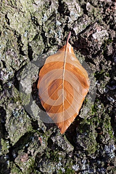 Leaf on tree trunk