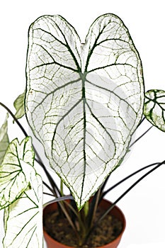 Leaf of tropical `Caladium Candidum White Christmas` houseplant or garden plant with white leaves and green veins