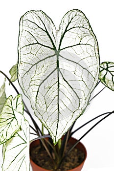 Leaf of tropical `Caladium Candidum White Christmas` houseplant or garden plant with white leaves and green veins photo