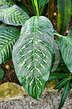 Leaf of tropical `Dieffenbachia Seguine` plant with yellow stripes covered in raindrops