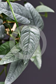 Leaf of tropical 'Epipremnum Pinnatum Cebu Blue' houseplant photo