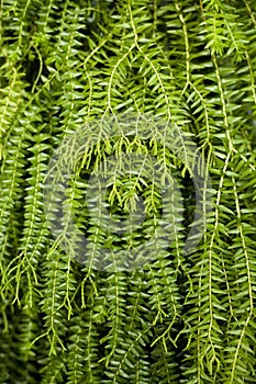 Leaf of tropical fern