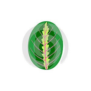 Leaf of tropical Maranta. Floral and botanical design element