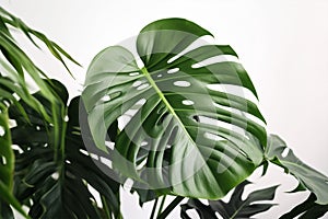 Leaf of tropical \'Monstera Deliciosa\' houseplant with fenestration and holes