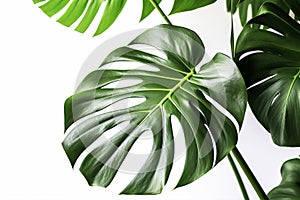 Leaf of tropical \'Monstera Deliciosa\' houseplant with fenestration and holes photo