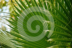 The leaf is tropical palm foliage. close-up