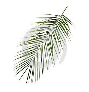 Leaf of tropical palm tree