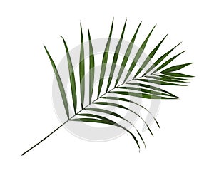 Leaf of tropical palm tree