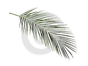 Leaf of tropical palm tree isolated