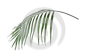 Leaf of tropical palm tree isolated