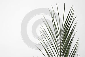 Leaf of tropical palm tree on white background