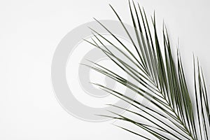 Leaf of tropical palm tree on white background
