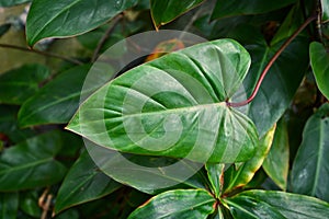 Leaf of tropical `Philodendron Erubescens Red Emerald` plant with long leaf and red stem, native to Colombia