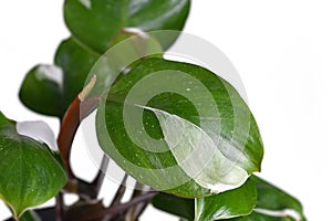 Leaf of tropical Philodendron White Knight houseplant with white variegation spots photo