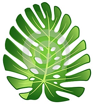 Leaf tropical plant - Monstera.