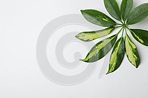 Leaf of tropical schefflera plant on white background