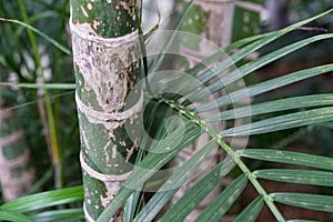 Leaf and trunk of dypsis lutescens arecaceae gold fruit palm from madagaskar photo