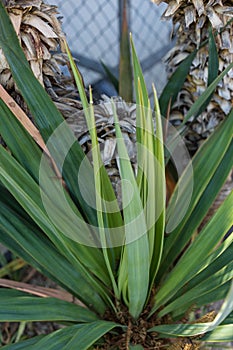 Leaf and trunk of yucca aloifolia agavaceae palm from mexico