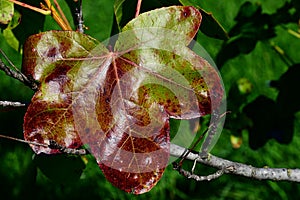 Leaf turning red during fall season on American sweetgum tree, also called american storax photo