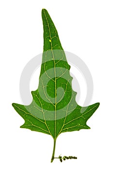 Leaf of Twoscale saltbush (Atriplex micrantha) iso