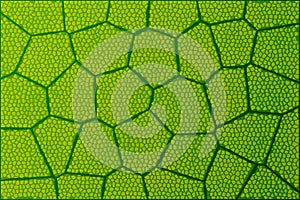 Leaf under microscope