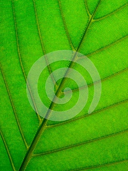 Leaf Underside